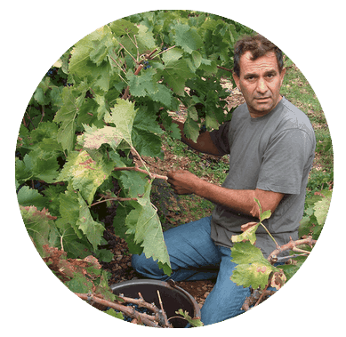 terroir wine terroir terroir wine terroir